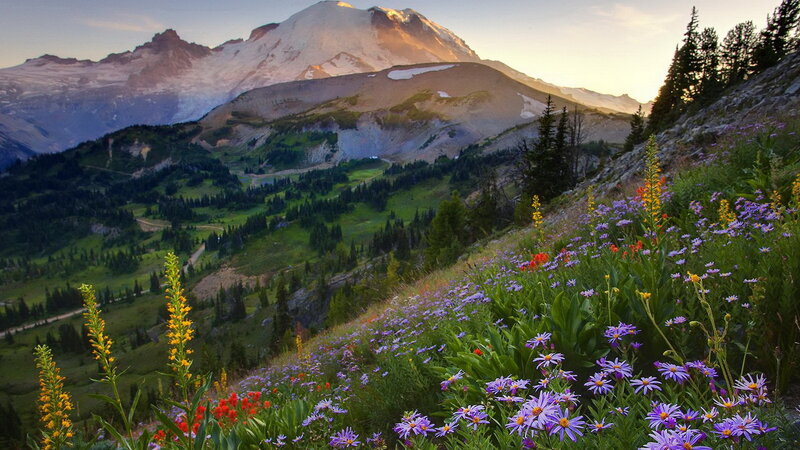 Flowers in front of a mountain