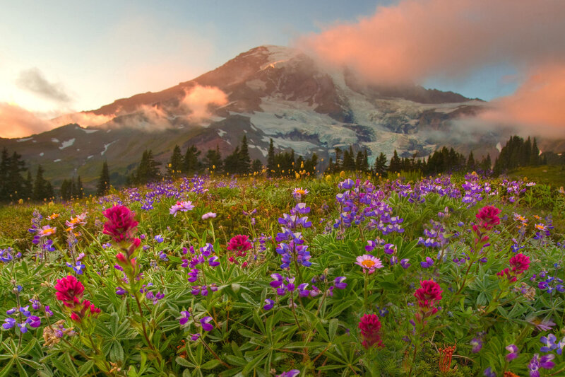 Flowers in front of a mountain
