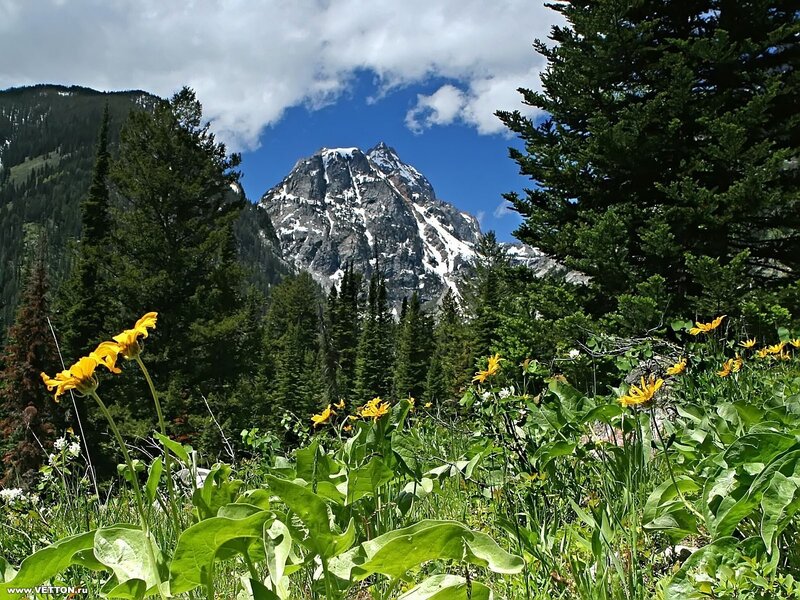 Flowers in front of a mountain