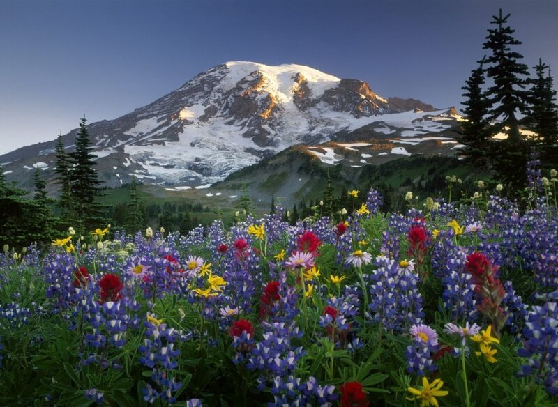 Flowers in front of a snow-capped mountain