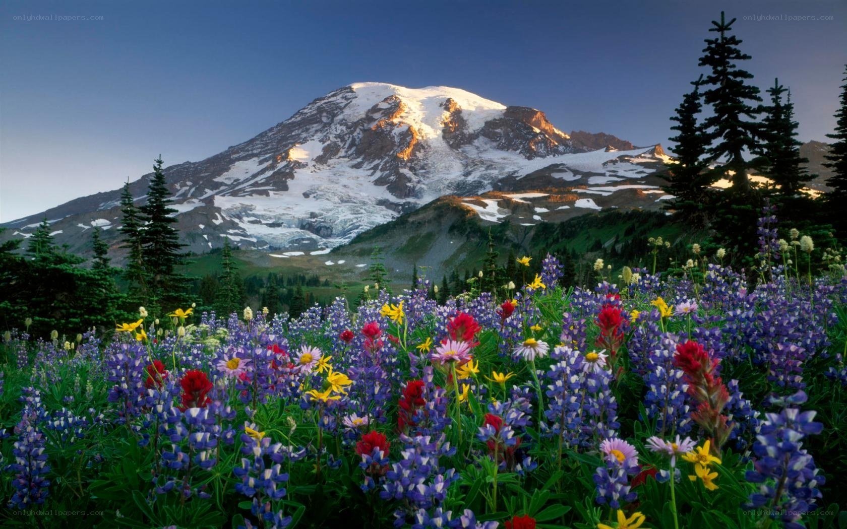 Flowers in front of a snow-capped mountain