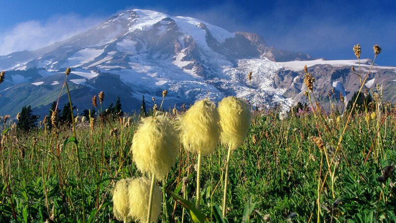 Flowers in front of a snow-capped mountain