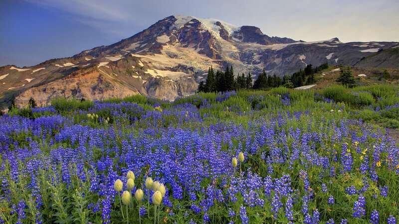 Flowers in front of a snow-capped mountain