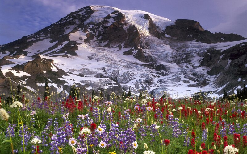 Flowers in front of a snow-capped mountain