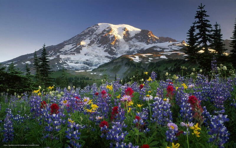 Flowers in front of a snow-capped mountain
