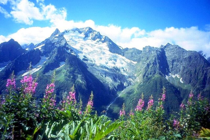 Flowers in front of a snowy mountain