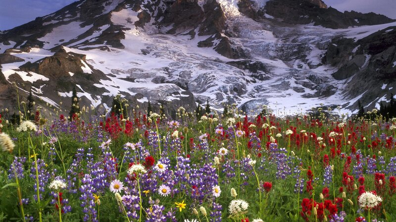 Flowers in front of a snowy mountain