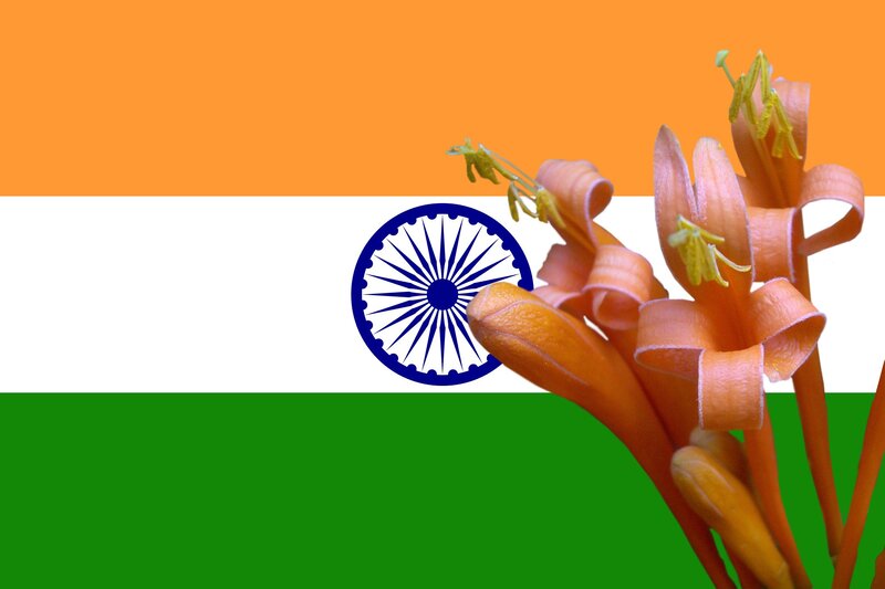 Flowers in Front of Flag