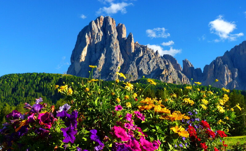 Flowers in Front of Mountain — Blue, Serene
