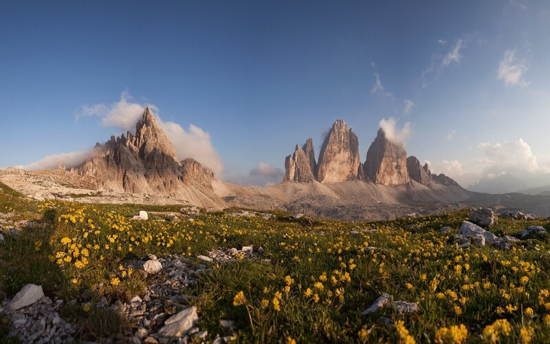 Flowers in front of mountain peaks