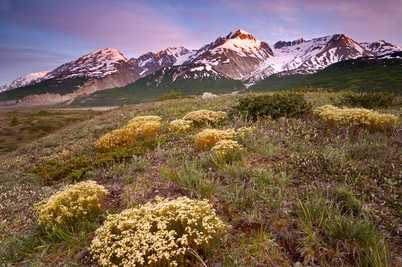 Flowers in front of snow-capped mountains