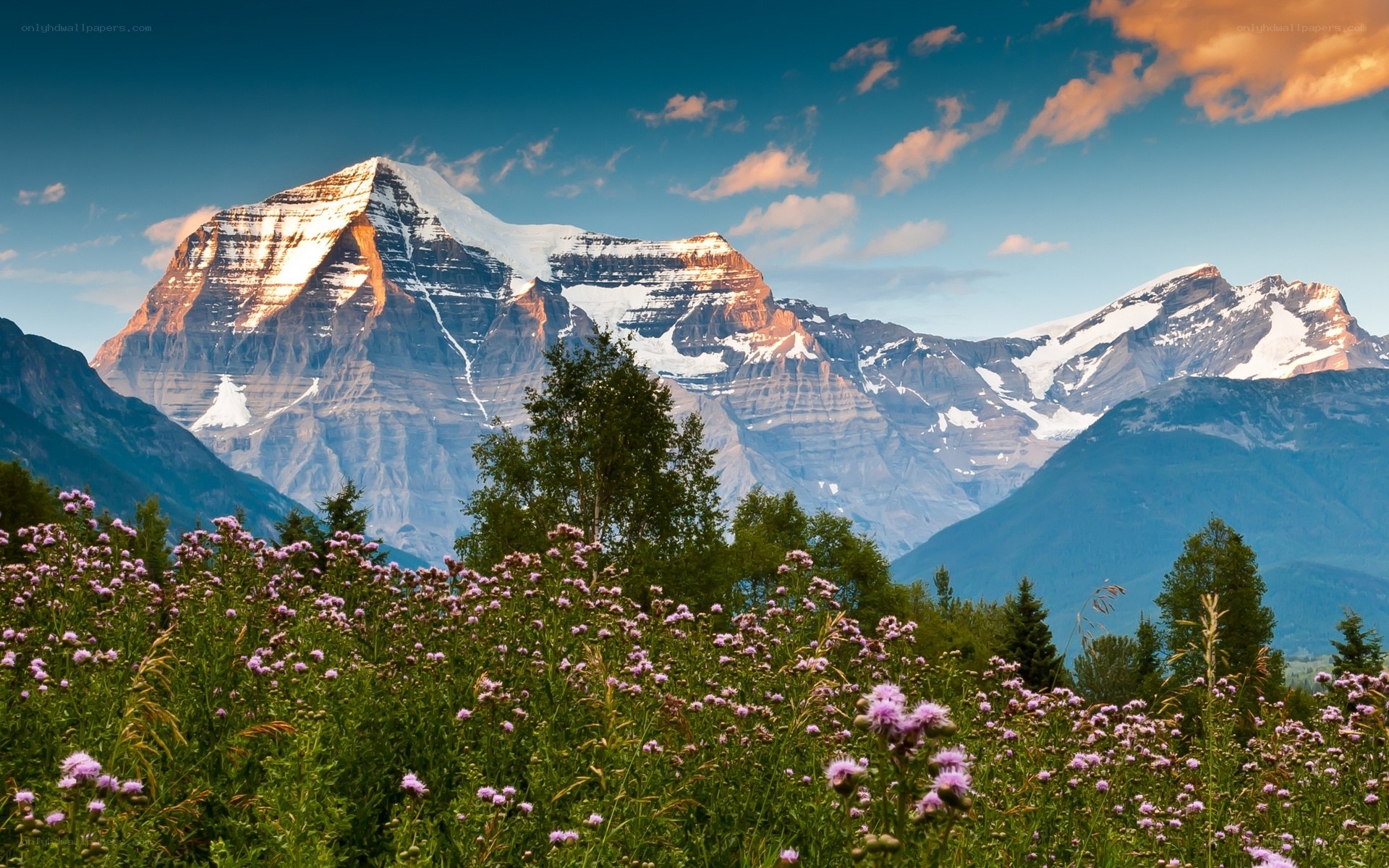 Flowers in front of snow-capped mountains