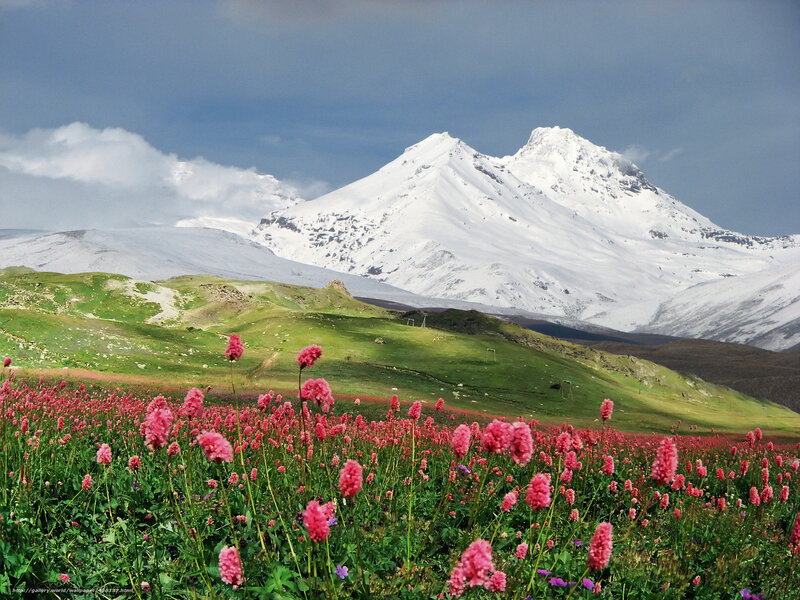 Flowers in front of snowy mountain