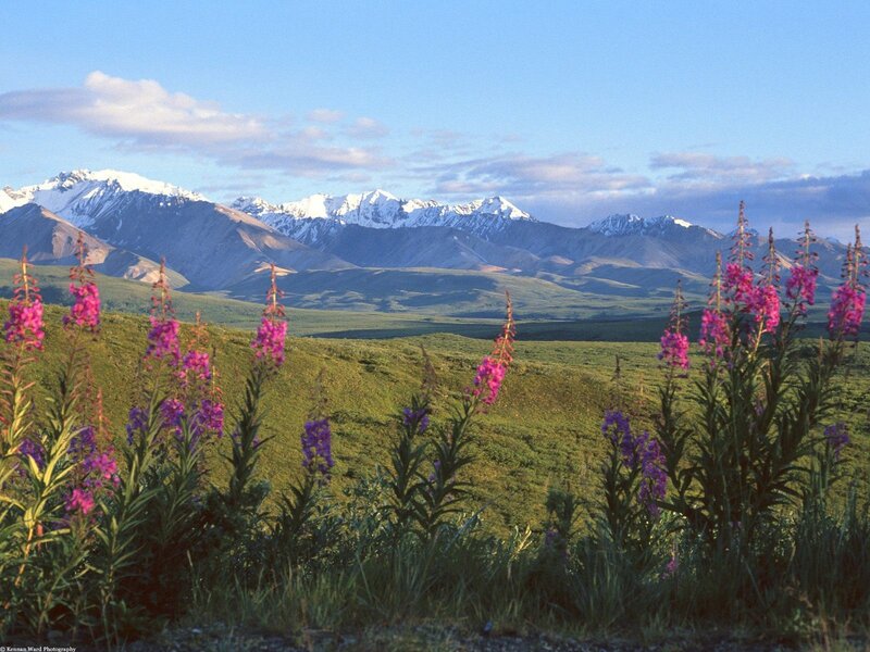 Flowers in front of snowy mountains
