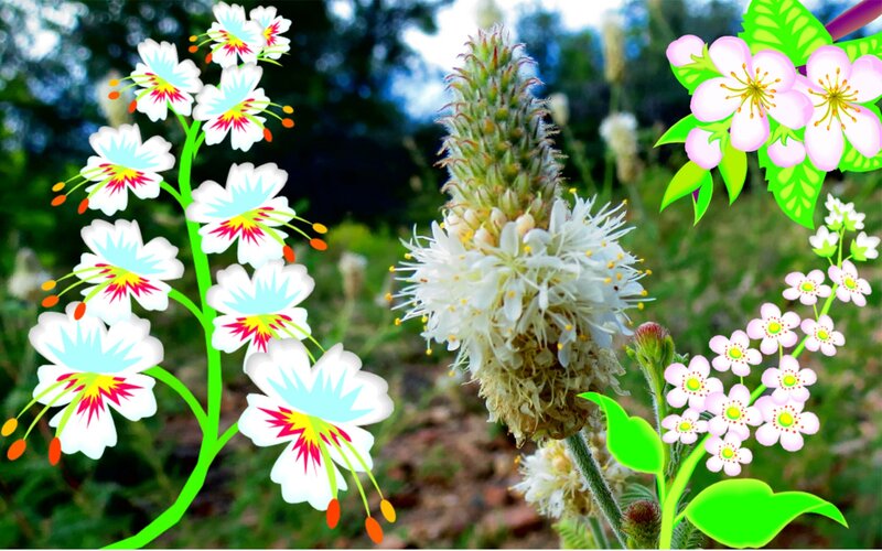 Flowers in Garden