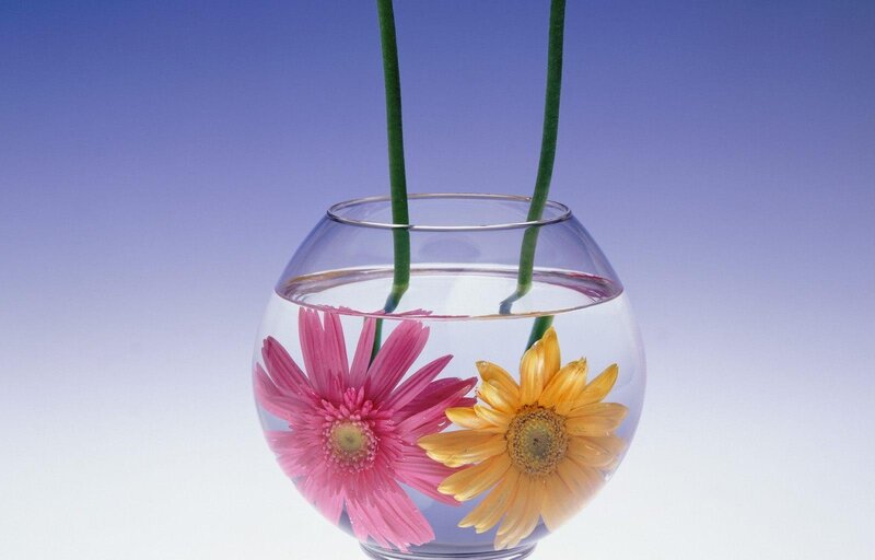 Flowers in Glass Bowl — Pink, Serene, Photograph