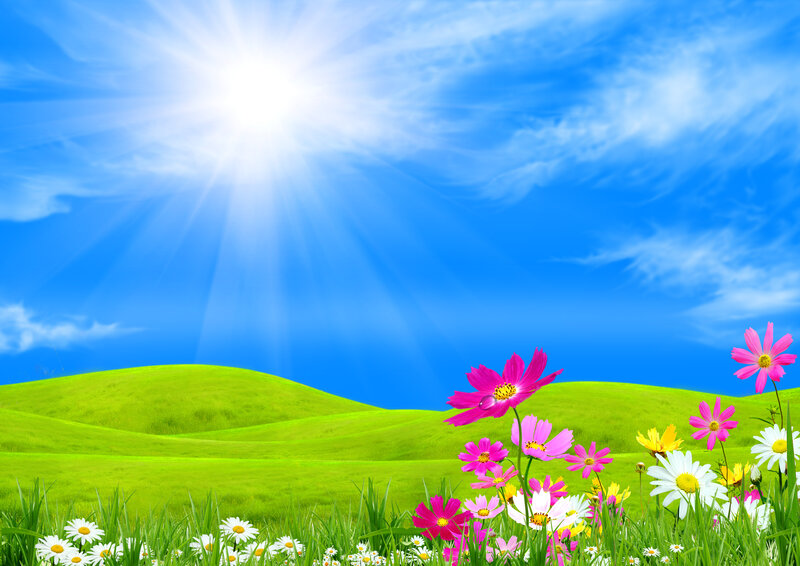 Flowers in Green Field