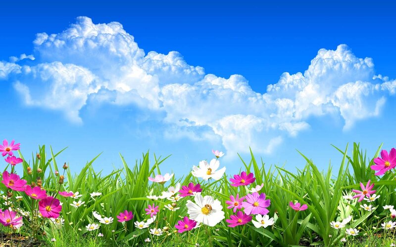 Flowers in Green Grass — Blue