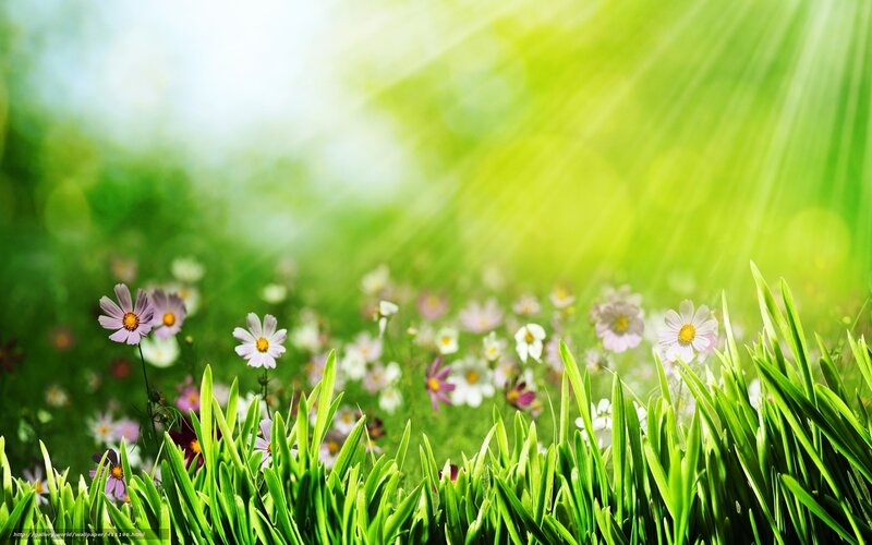 Flowers in Green Grass — Serene