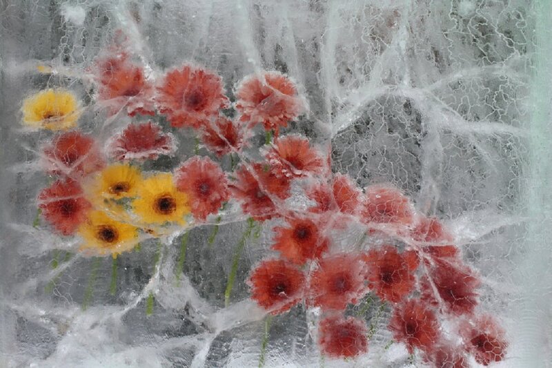 Flowers in Ice