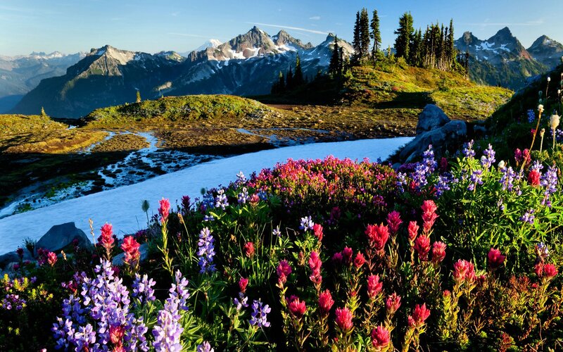 Flowers in mountain landscape