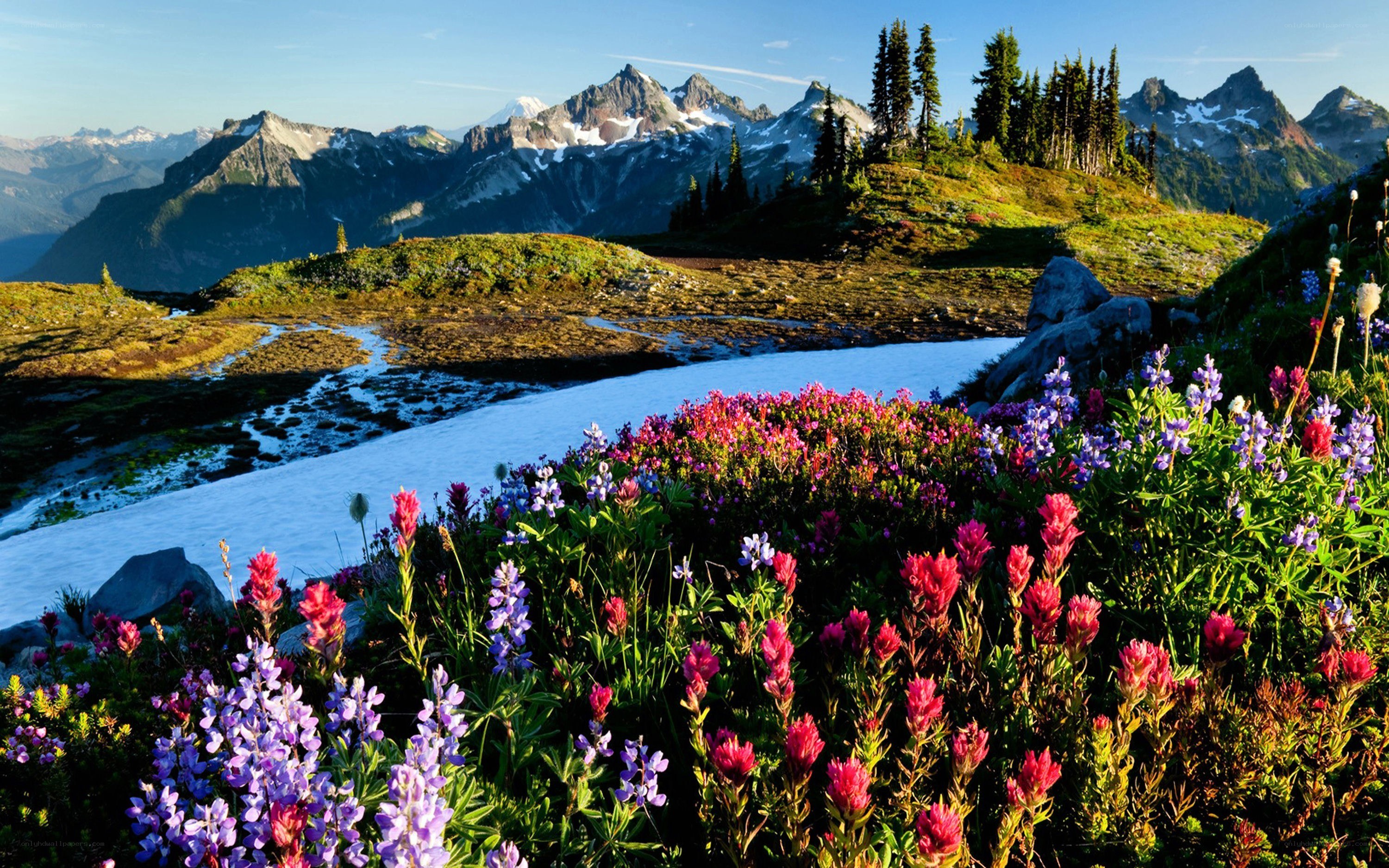 Flowers in mountain landscape