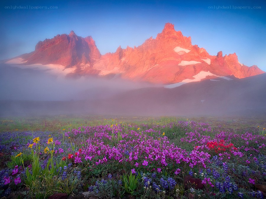 Flowers in mountain valley