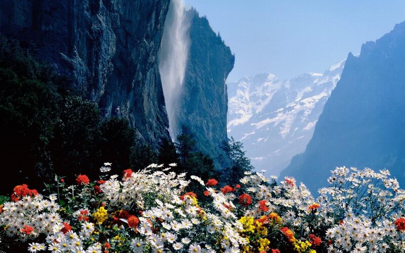 Flowers in Mountain Valley — White