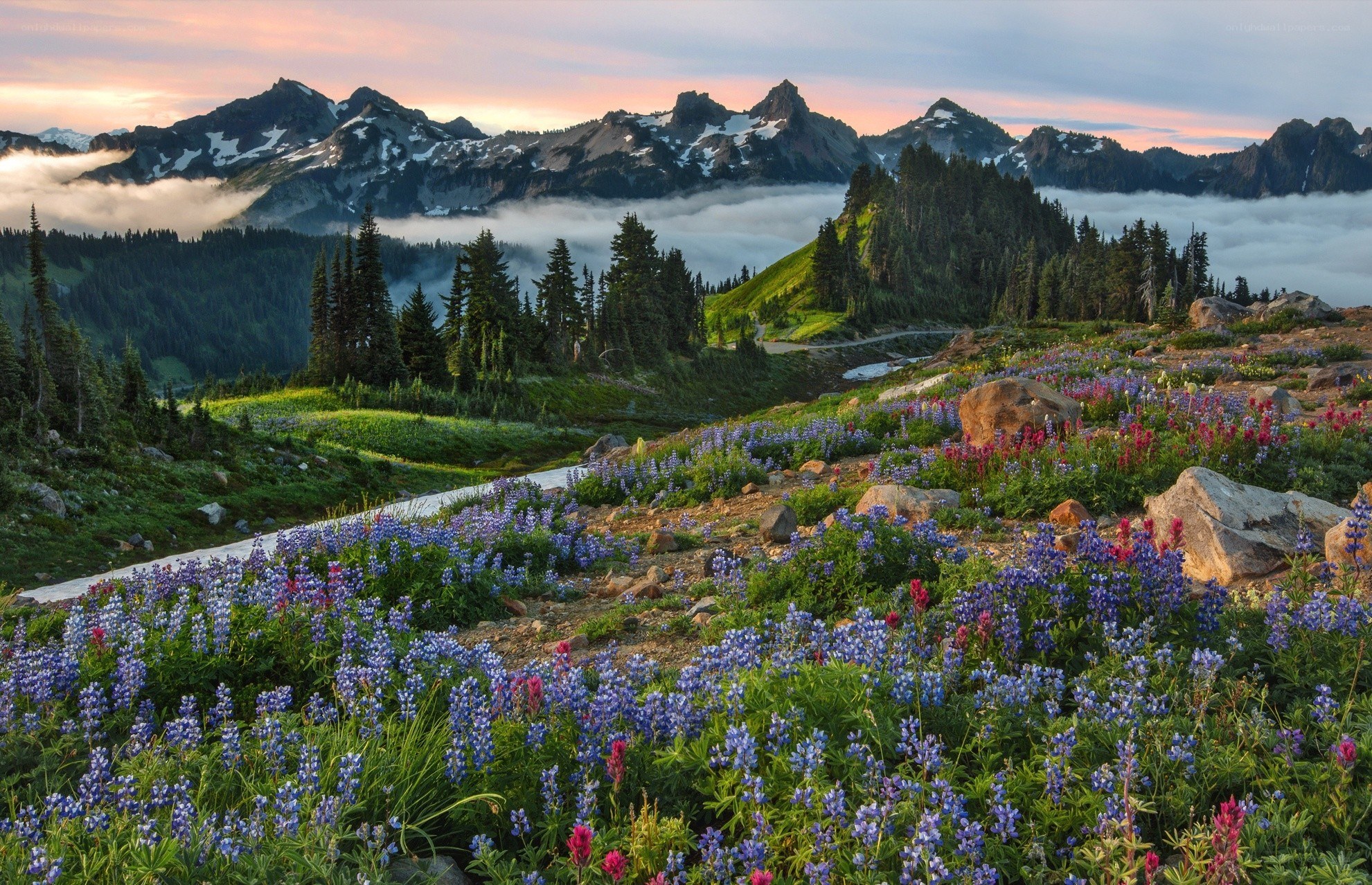 Flowers in mountain valley