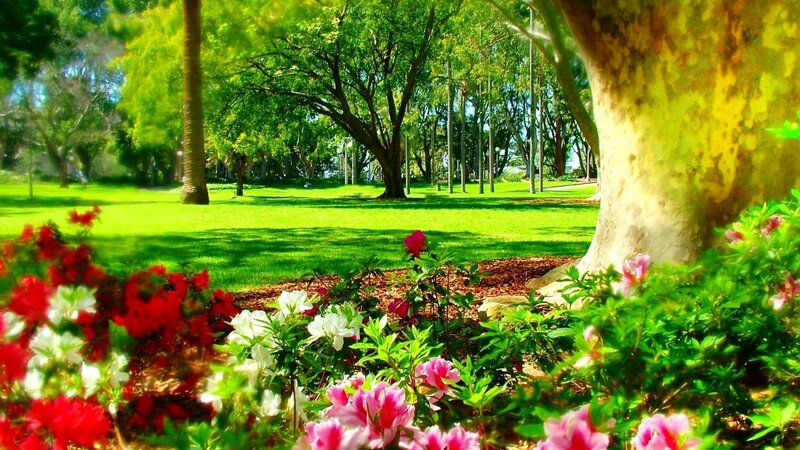 Flowers in Park Garden