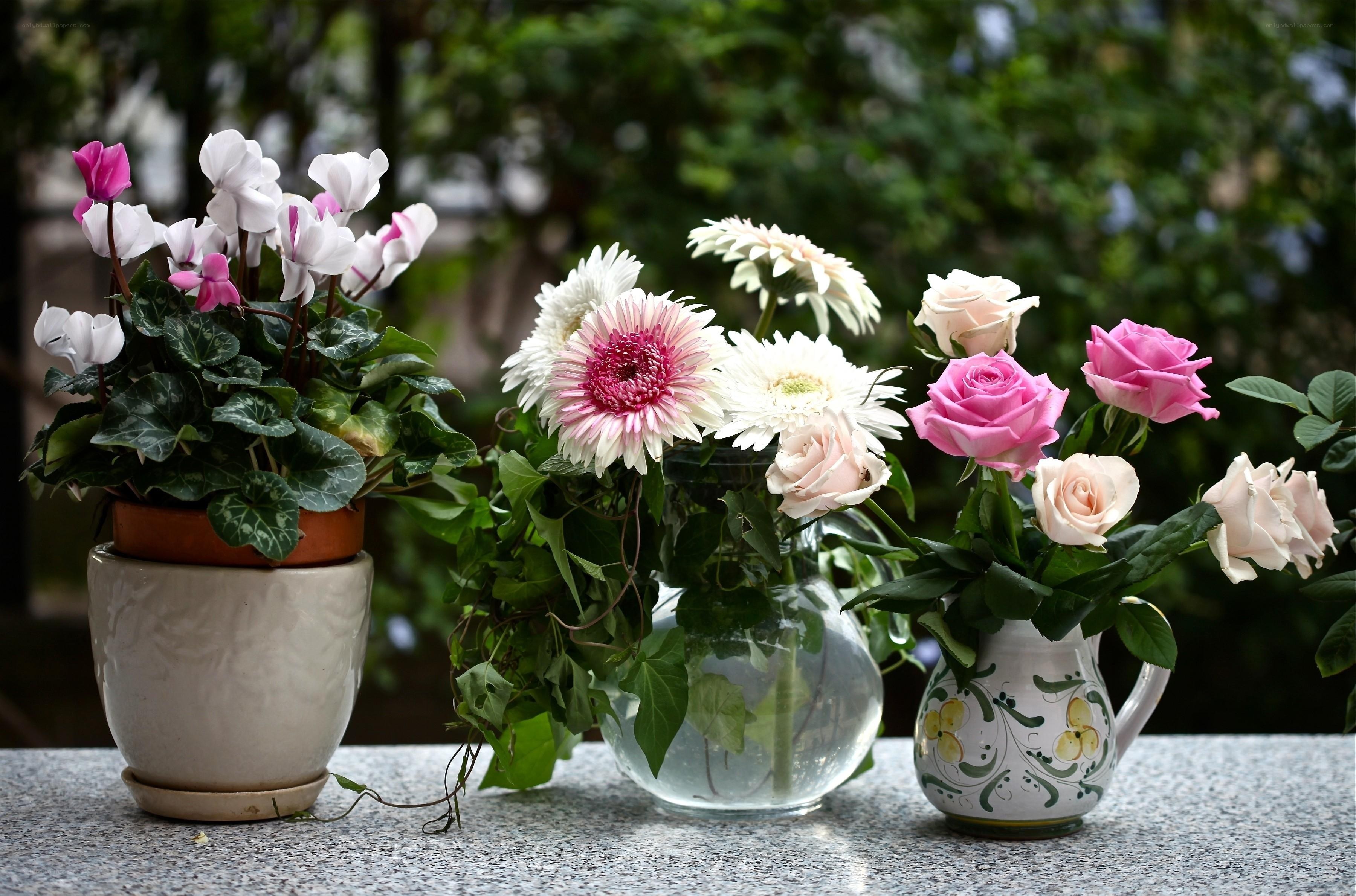 Flowers in pots and vases