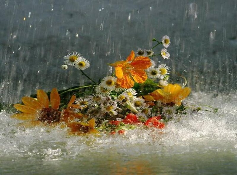 flowers in rain and water