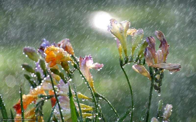 Flowers in Rain — Green, Calm, Afternoon