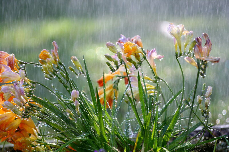 Flowers in Rain — Green, Calm