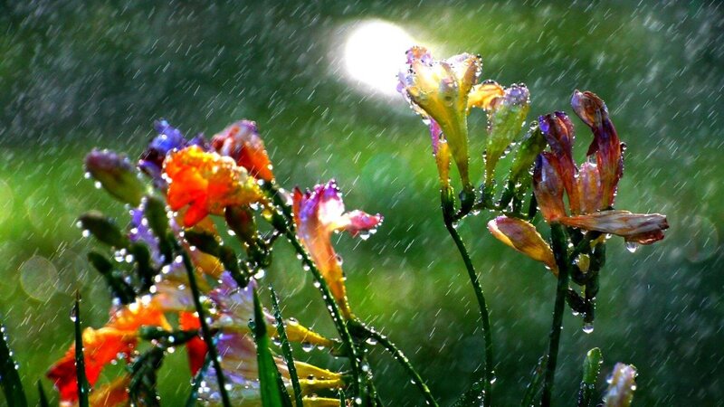 Flowers in Rain — Green, Dramatic, Afternoon