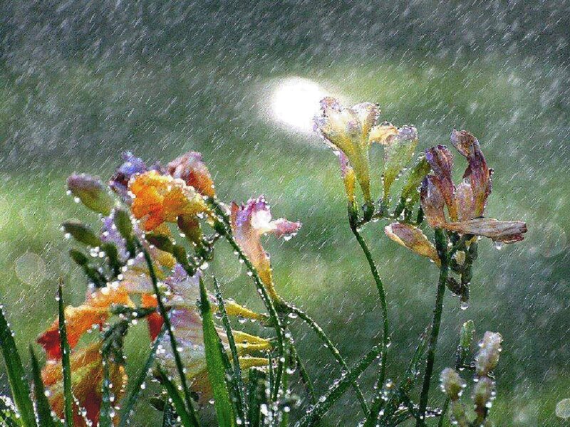 Flowers in Rain — Green, Dramatic