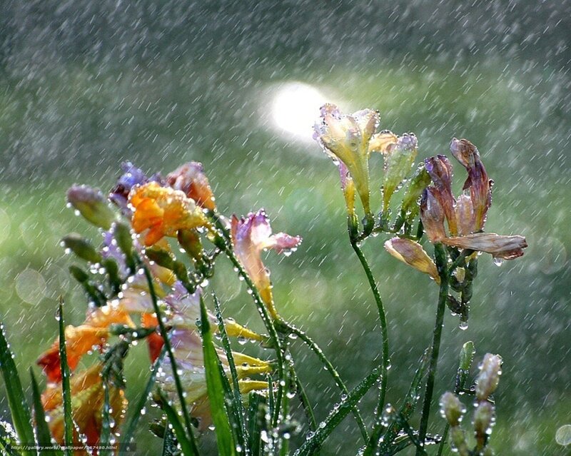 Flowers in Rain — Green, Serene, Afternoon
