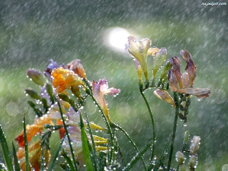 Flowers in Rain — Green, Serene
