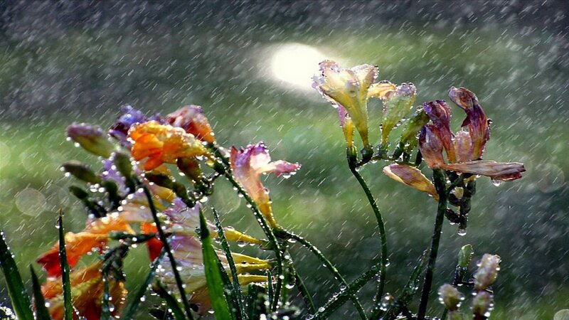 Flowers in Rain — Green