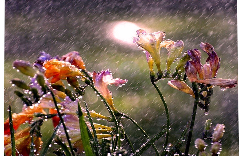 Flowers in Rain — Purple