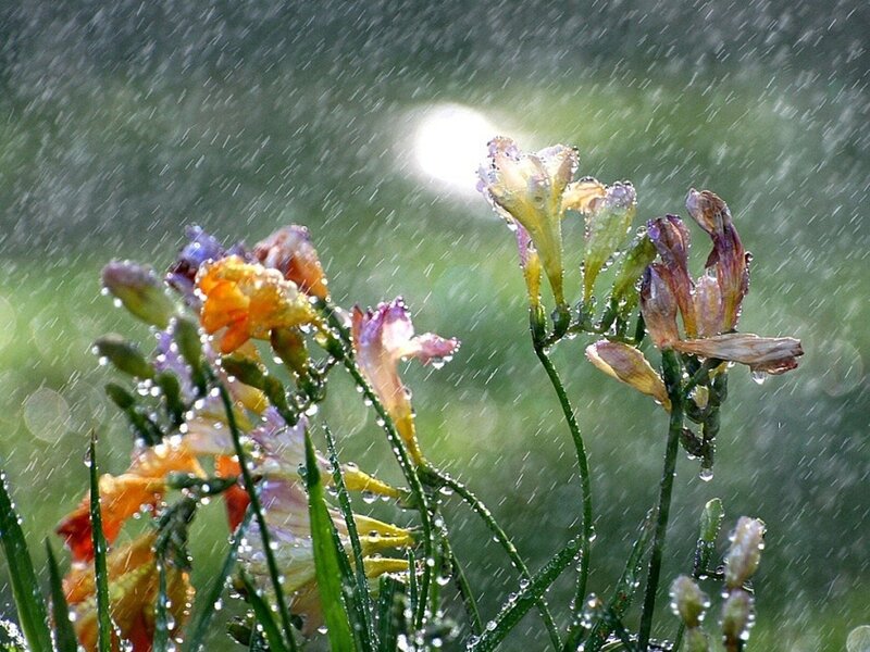 Flowers in Rain