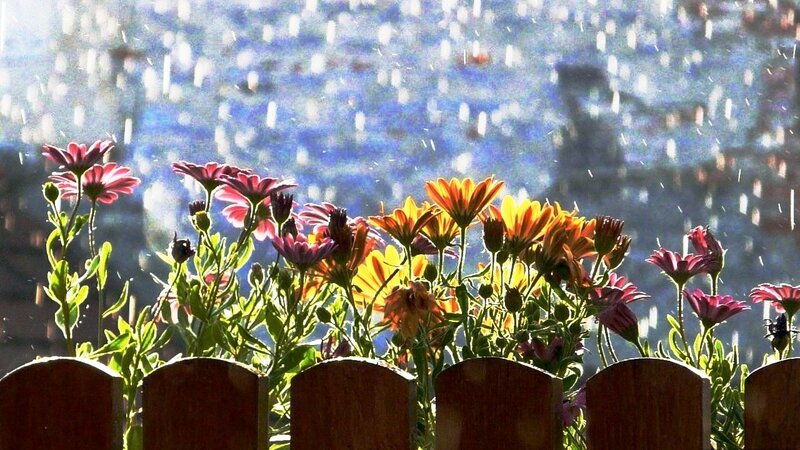 Flowers in Rain — Yellow, Serene
