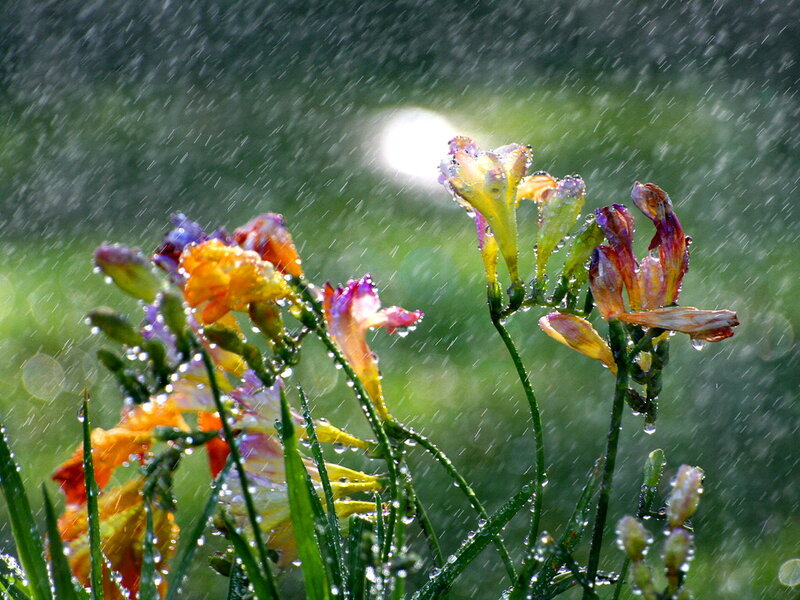 Flowers in Rain — Yellow