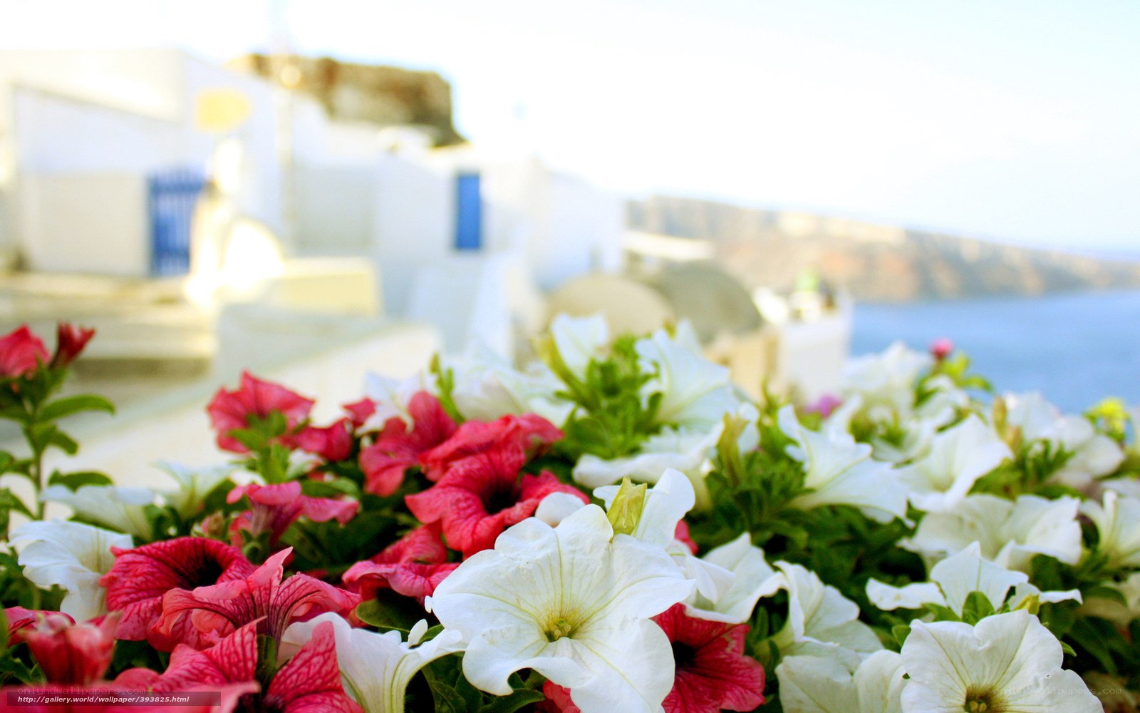 Flowers in Santorini
