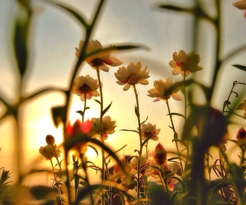 Flowers in Sunset