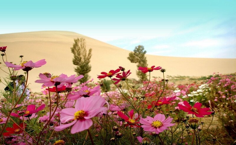 Flowers in the desert