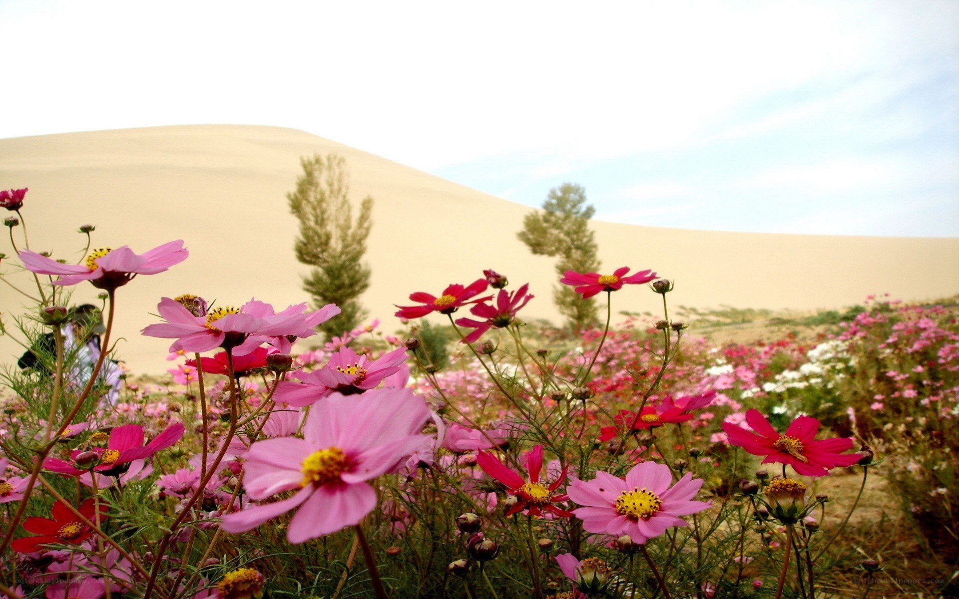 Flowers in the desert