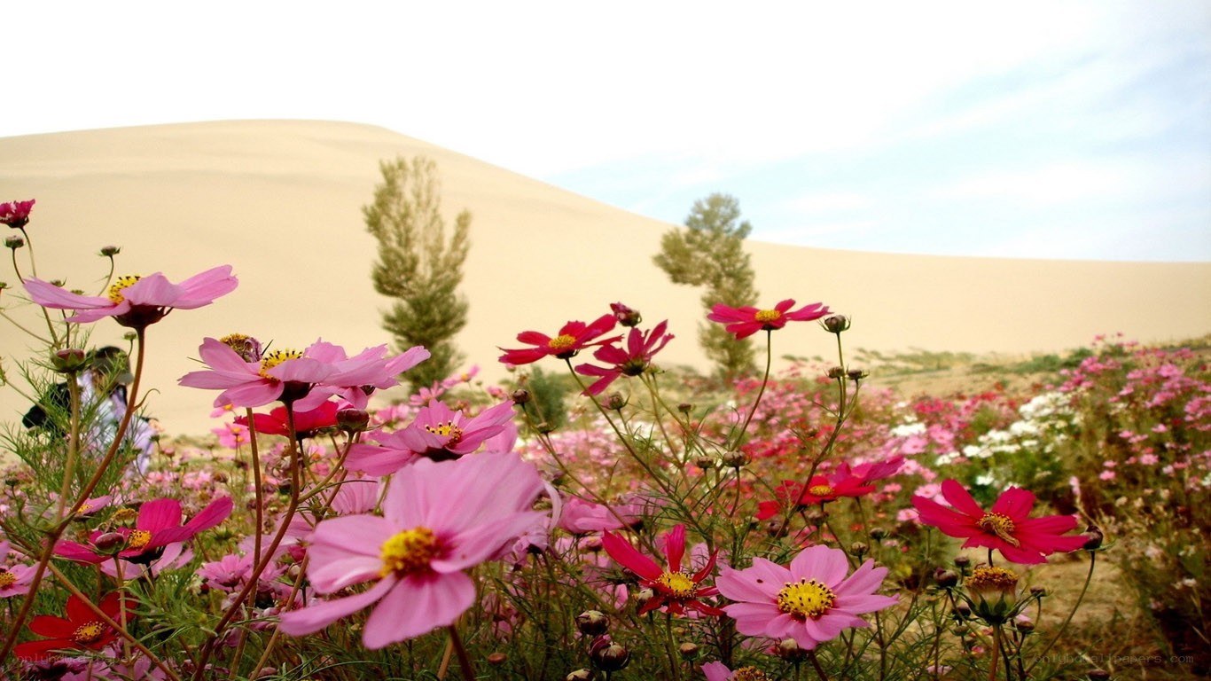 Flowers in the desert