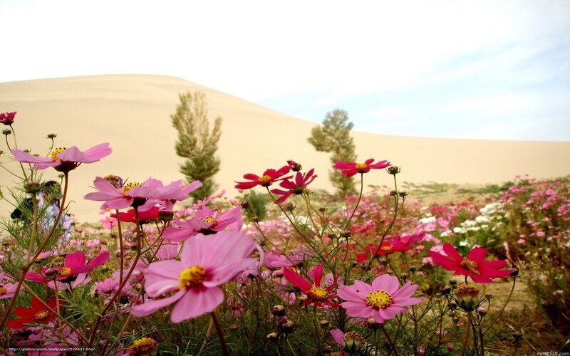 Flowers in the desert
