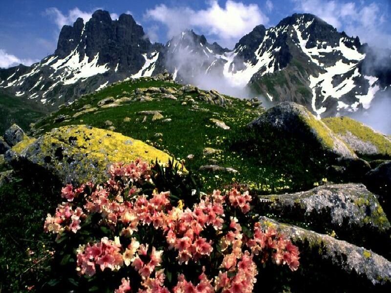 Flowers in the mountains